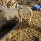 رخال حريه