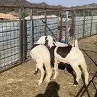 رخال سواكن تيلاد اعمار اربع لخمس شهور