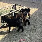 تيوس جفار للبيع