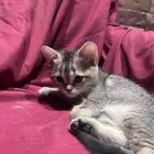 قط للتبني