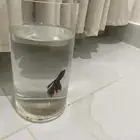 سمكة فايتر