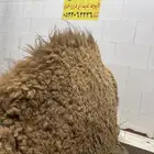 لباني شرط وتحدي