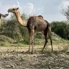 محايل عسير الريش