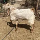 تيس فحل جذع