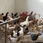 بط ودجاج بياض مع فراخها