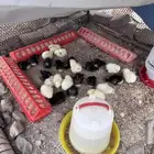 صوص فيومي تركي مع لوهمان