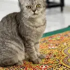 قطة للتبن ي