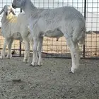 طلي مشروع فحل