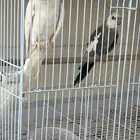سلام عليكم طيور كرواين جوزين شرط صحه وانتاج باذن الله
