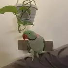 ذكر درة نيبالي