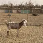 عنز ثنيه