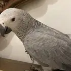 مشالله فرخ كاسكو