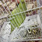 بغبغا للبيع