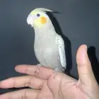 للبيع طيور كروان اليفات جدا