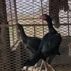 دجاج شامو الماني مستوى بطل