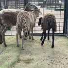 عرض وبيع من نوادر وعل