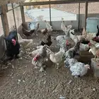 ألسلام عليكم أعرض لكم دجاج براهما بياض أمهات