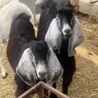 2تيوس و2 طليان سمان