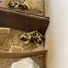 بط بلدي