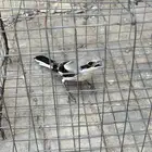 طير من انواع الطيور