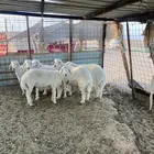 طليان حريه. ذبايح ضيوف وثلاجة مع ذبح وتوصيل.
