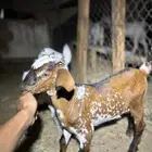 تيوس دواغير