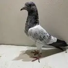 طبات كراس امام دين على تيدي