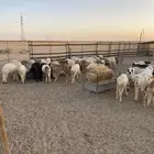 سواكن مرابي جذعان