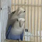 ببغاء اللهم بارك طيور الروز