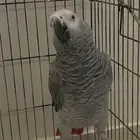 ببغاء كاسكو ماشاء الله تبارك الله متكلم