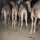 قعدان حشو حيران على الحليب برية شحم ولحم للبيع