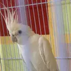 كروان لون ابيض