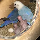 للبيع جوز روز منتج مع فرخين