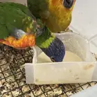 لوري صن كنيور كنيور