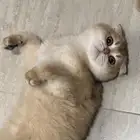 قط ذكر سكوتش فولد للتزاوج