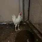 طقم جميد اببض ص  عربي