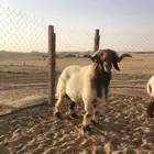 فحل نعيم صنف