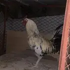 ديك بلدي