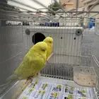 زوج اجليزي لاس ونج حجم فاخر