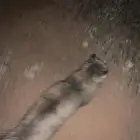 قطه بالحاره اليفه اذا تعرفون احد قطته ضايعه مثلها يتواصل مع