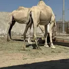 نياق للبيع لقح باقي لها شهر وتلد