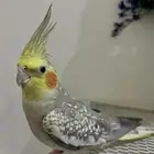 طائر كوكتيل فراشة اليف للبيع