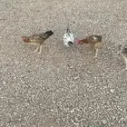 فروخ دجاج