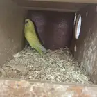 ذكر بادجي ( تم البيع )