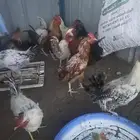 تم البيع