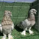 حمام شامي وتركي