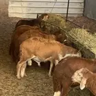ذبائح سواكن