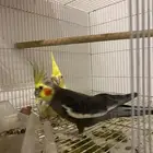 جوز كروان للبيع أو جوز ببدل حسون سوري