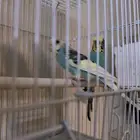 جوز بادجي منتج تحتو 4 بيضات