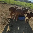 حسلان للبيع